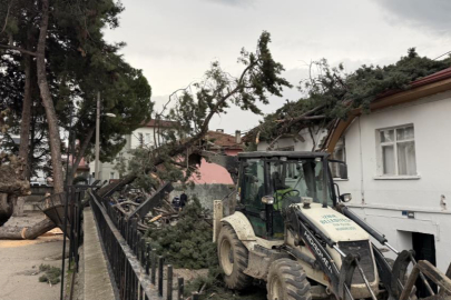 Dev ağaç okul bahçesine devrildi