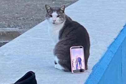 Teknolojide Son Nokta: Tripod Gitti, 'Miyav-Pod' Geldi!