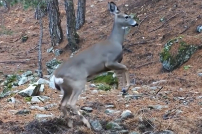 Uludağ’da fotokapana yakalanan karacanın sevimli halleri