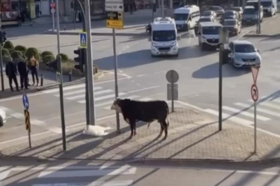 Bursa'da kaçan boğa trafiği karıştırdı, Ankara yolunda metrelerce koştu