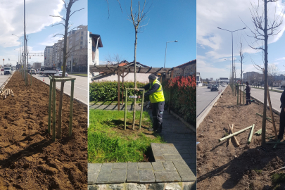 Bursa’nın 700 yıllık mirası 700 çınarla kök salıyor