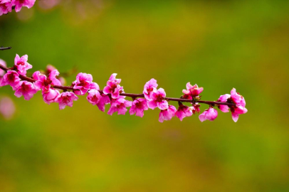 İznik Ovası'nda bahar şöleni : Şeftali bahçeleri kartpostallık görüntüler oluşturdu