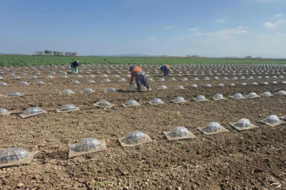 Karacabey Ovası'nda turfanda karpuz ekimi başladı