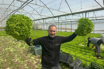 Geçen sene zararıyla ağlatan 'kıvırcık' bu yıl güldürdü