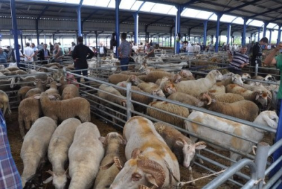 Kurban Bayramı öncesi şap alarmı: Hayvan pazarları kapatıldı