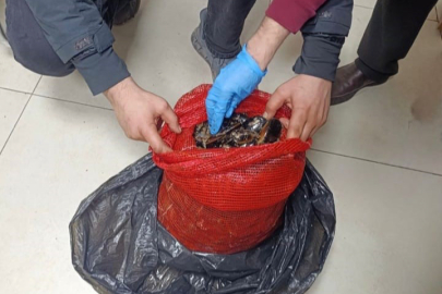Polisten Eş Zamanlı Baskın: 10 Ton Kaçak Midye Yakalandı