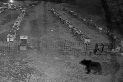 Bursa'da arı kovanlarına ayı saldırısı