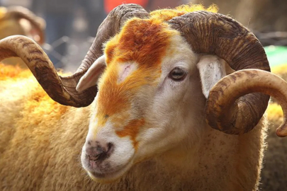 2026 Vekalet kurban bedeli açıklandı