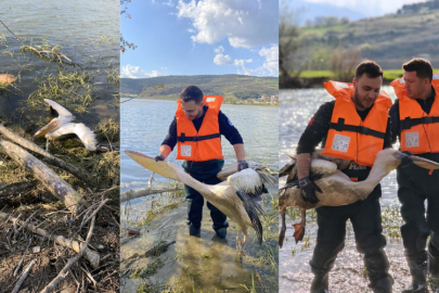 Barajda mahsur kalan pelikan böyle kurtarıldı