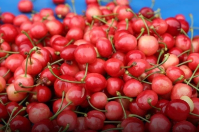 Kiraz'da ilk hasat gerçekleşti. Kilosu 6 bin TL