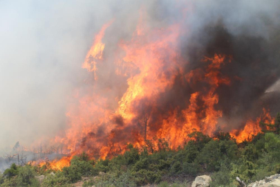 Bursa'da tarihin en büyük orman yangınında yaralar böyle sarıldı