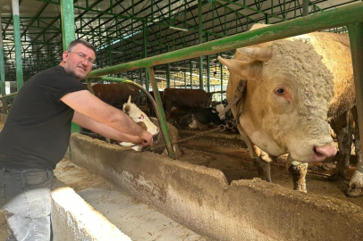 Bursa'da kurban hareketliliği: Tonluk boğayı 400 bin liraya sattı