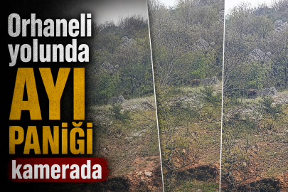 Orhaneli yolunda ayı paniği kamerada