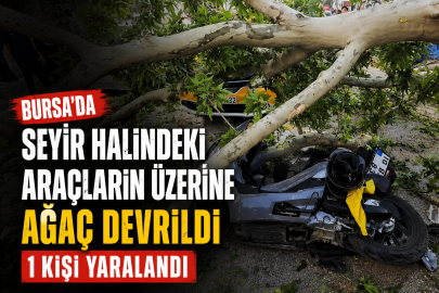 Bursa'da seyir halindeki araçların üzerine ağaç devrildi: 1 kişi yaralandı