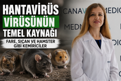 Hantavirüs virüsünün temel kaynağı fare, sıçan ve hamster gibi kemiriciler