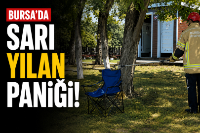 Bursa'da sarı yılan paniği