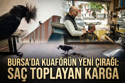 Bursa'da Kuaförün Yeni Çırağı: Saç Toplayan Karga