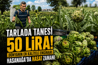 Tarlada Tanesi 50 Lira! Dünyanın En Kaliteli Enginarı Hasanağa'da Hasat Zamanı