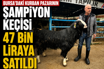 Bursa'daki kurban pazarının şampiyon keçisi 47 bin liradan satıldı