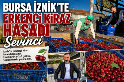 İznik’te mevsimin ilk karabodur kirazı hasadı başladı