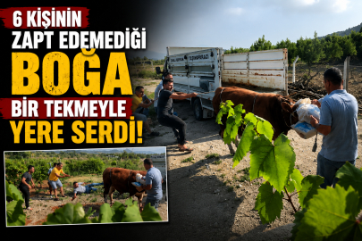 6 kişinin zapt edemediği boğa bir tekmeyle yere serdi