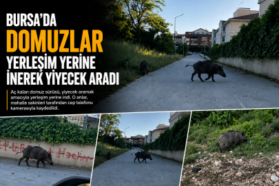 Domuzlar yerleşim yerine inerek yiyecek aradı