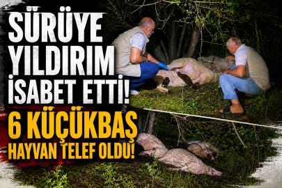Sürüye yıldırım isabet etti, 6 küçükbaş hayvan telef oldu