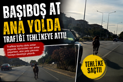 Başıboş at ana yolda trafiği tehlikeye attı