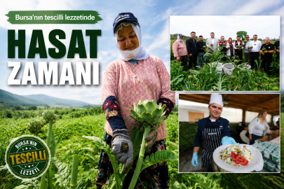 Bursa'nın tescilli lezzetinde hasat zamanı
